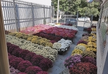 Servicii Funerare Corona Flor Pompe Funebre Deva